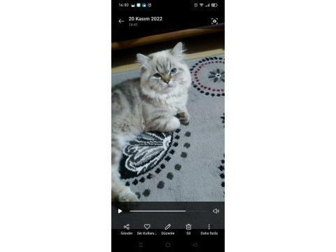Damızlık maviş british longhair oğlum