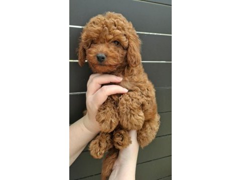 Toypoodle yavrularımız 