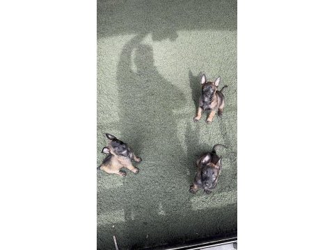 Kaliteli iş köpekleri belçika kurtlarımın yavruları