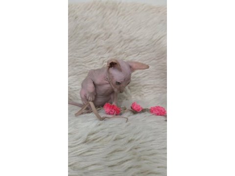 Kediler naked beauty sphynx cattery
