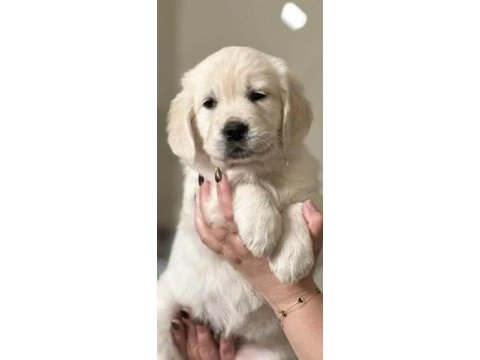 Harika golden retriever bebekler