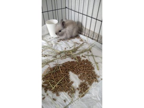 Himalayan cüce bebek tavşanlar