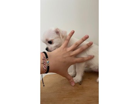 Chihuahua yavrular 4 aylık