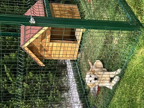Yavru golden retriever