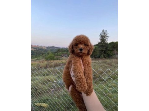 Red brown kore poodle