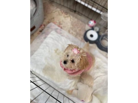 Poodle ayarında yavrular