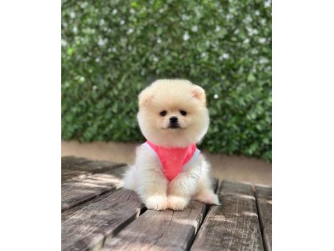 Pomeranian boo köpeği