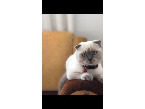 Güzeller güzeli şila british longhair