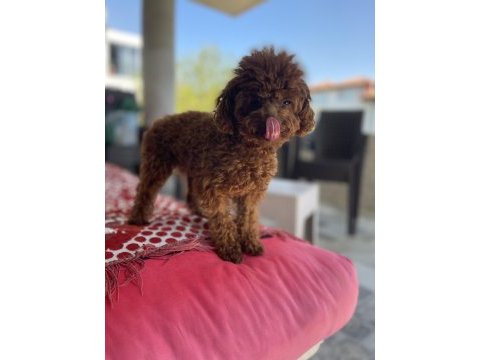 Kore poodle erkek
