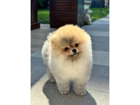 Pomeranian yavrumuz