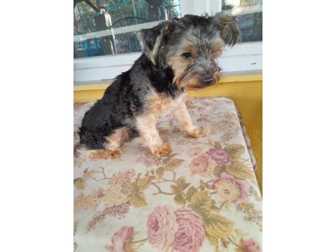 4 aylık yorkshire terrier