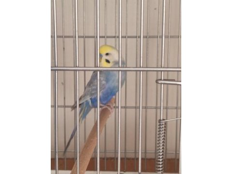 Erkek rainbow muhabbet kuşu