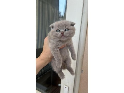 Brıtısh shorthair kedisi antalya