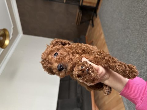 Orijinal kore toy poodle babaya sahip erkek toy poodle bebek