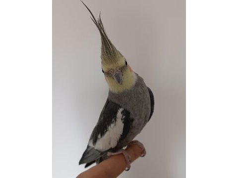 10-12 aylık erkek sultan papağanı
