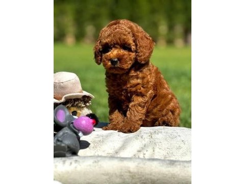 Toy poodle birbirinden tatlı yavrular