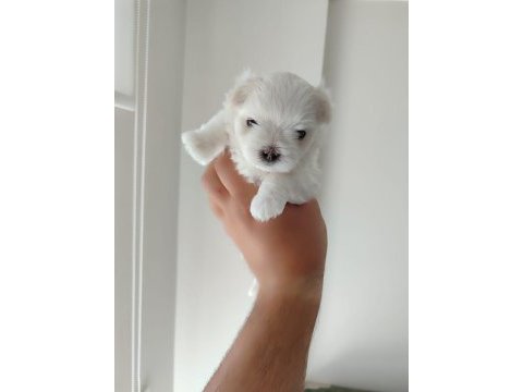 Orjinal kore maltese bebeklerimiz