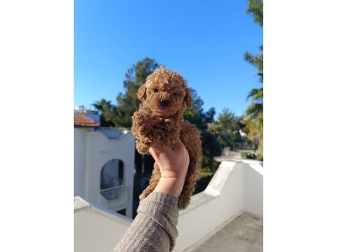 Maltipoo köpeğimiz