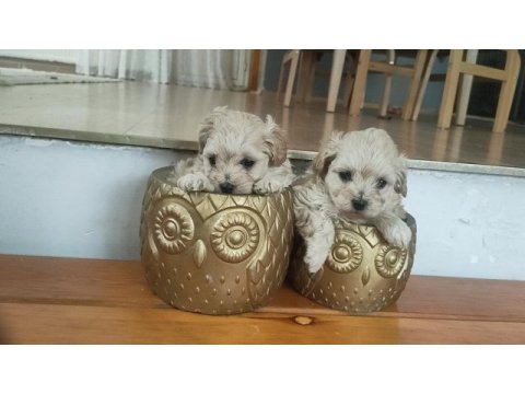 Muhteşem 0 numara maltipoo bebekler