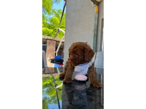 Toy poodle yavru köpeklerimiz
