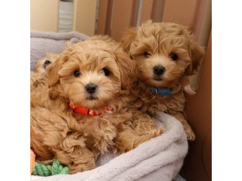 Sevimli maltipoo yavru köpeklerimiz
