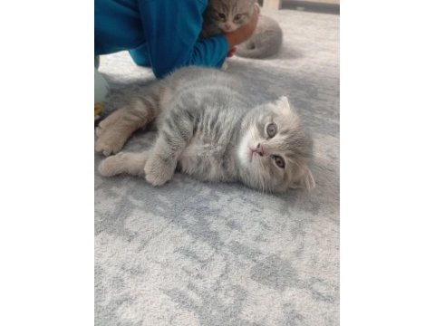 Scottish fold kedisi