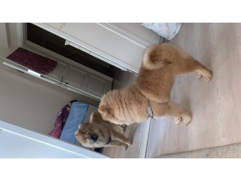 Çin aslanı köpeğimiz