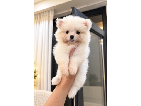 Oyuncak gibi pomeranian boo