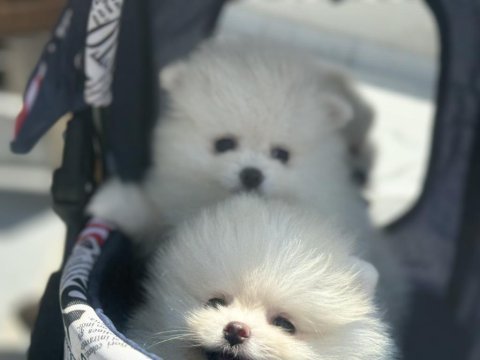 Show kalite tea cup pomeranian boo yavrularımız