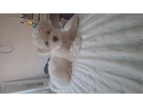 2.5 aylık maltipoo fındık bey