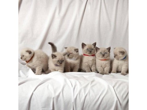 British shorthair yavruları