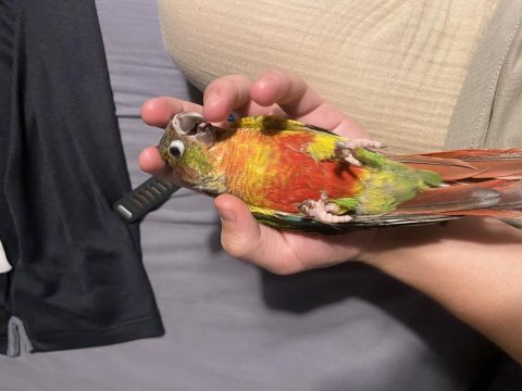 Muhteşem renklerde bileklikli erkek konur papağanı