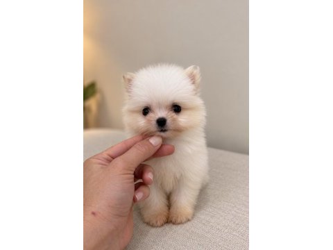 Micro mini boy üst düzey biblo pomeranian boo