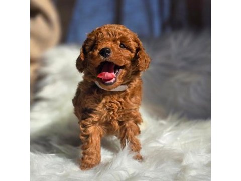 Kore teacup poodle yavrularımız