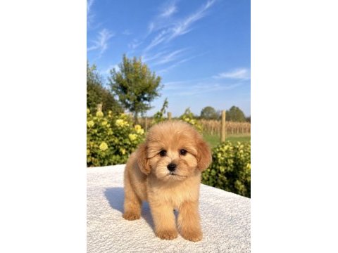 Mini boy maltipoo oğlumuz