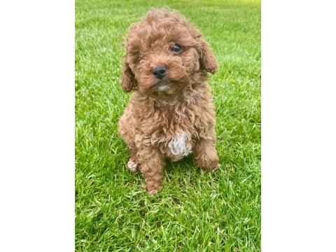 Red brown a kalite orjinal toy poodle yavrular
