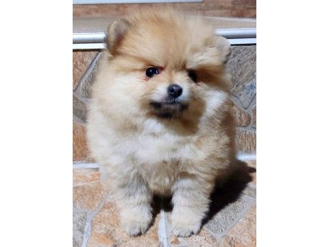 Pomeranian boo 4.5 aylık erkek gülen surat