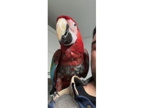 Evcil ele gelen macaw papağanı