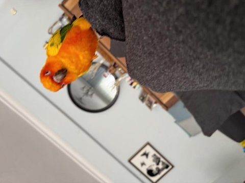 3 yaşında güneşk onur papağanımız