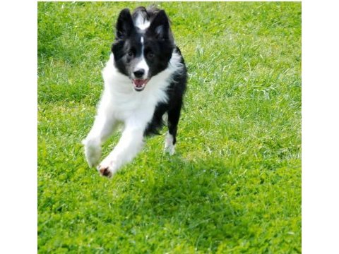 Border collie yavrular black and white