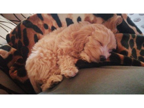 0 numara mini boy mükemmel kalite maltipoo yavru