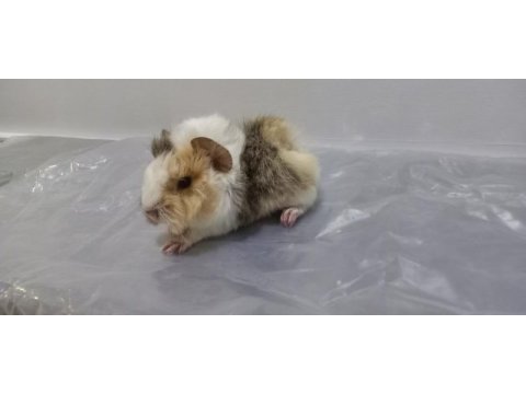 Guinea pig yavrular aynı gün set halinde teslim edilir