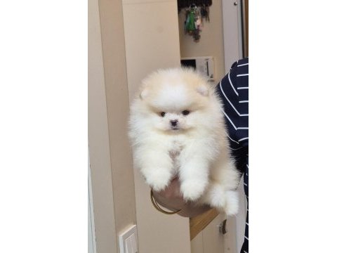 Üst kalite miniboy pomeranian boo erkek