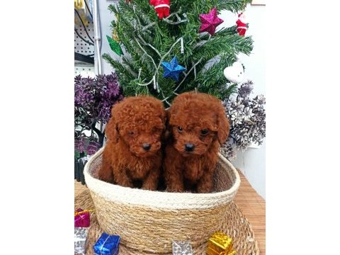 Safkan red brown toy poodle yavrularımız