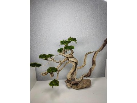 Akvaryum dekoru moss ağacımız