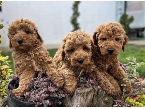 Toy poodle yavrularım 