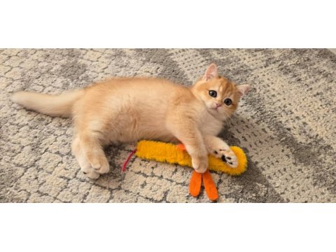 British shorthair golden ny12 yavrular
