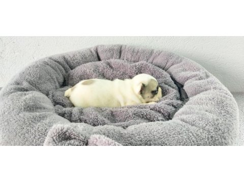 Bakmadan geçme uygun oyuncu french bulldog