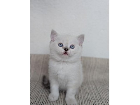 Kedimiz lokum un 4 adet british shorthair yavrusu