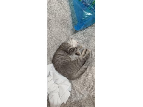 Scottish fold erkek yavru kedimiz